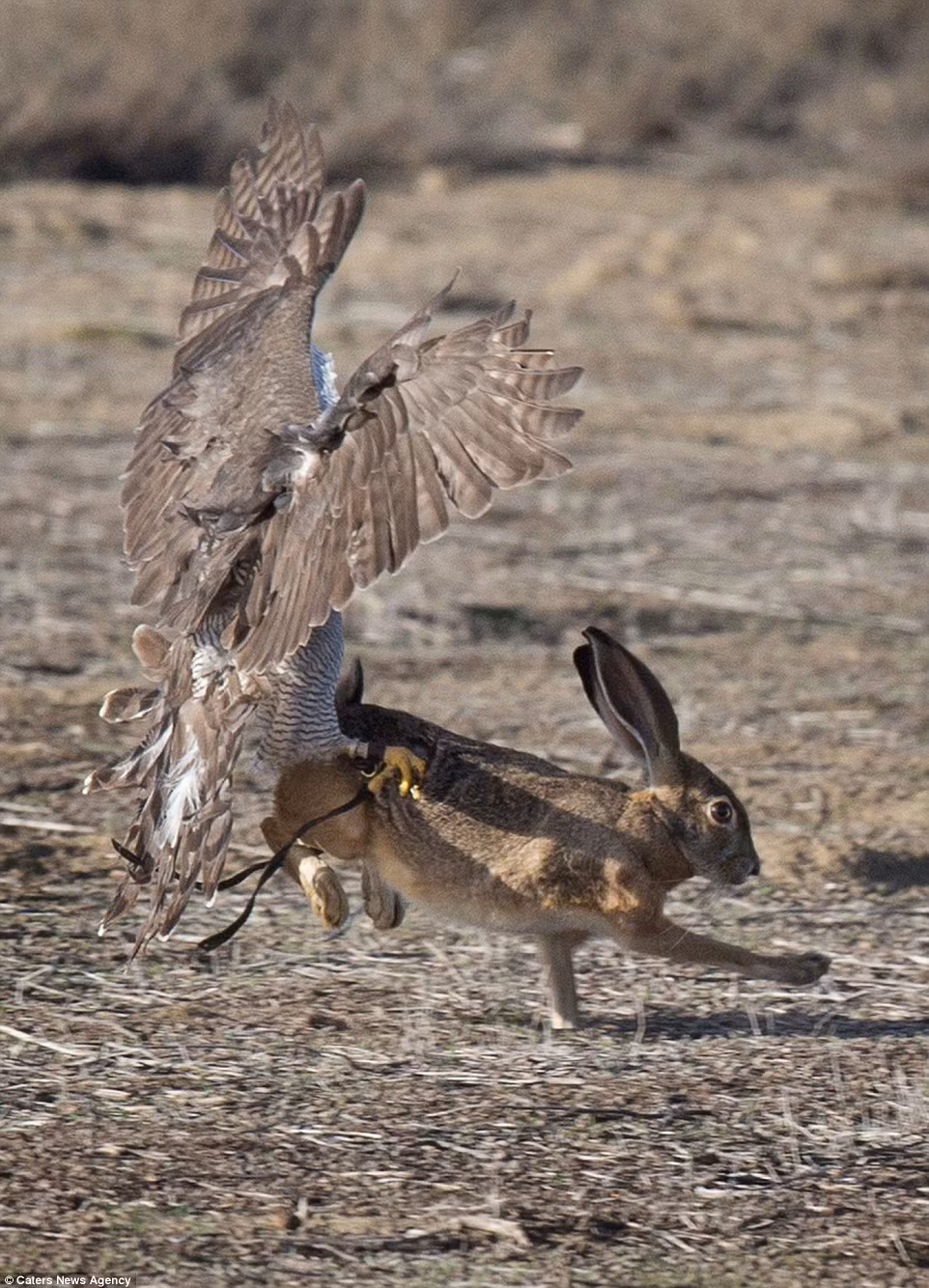  Con thỏ dũng mãnh vẫn gượng dậy được và cố gắng bỏ chạy, nhưng không thể thoát khỏi móng vuốt của chim ó.