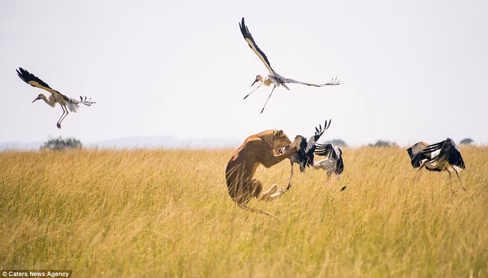 Nhưng sư tử bất ngờ tung ra cú bật xuất thần khỏi mặt đất và tóm gọn chim hạc đang cố gắng thoát thân. (Nguồn: Daily Mail)