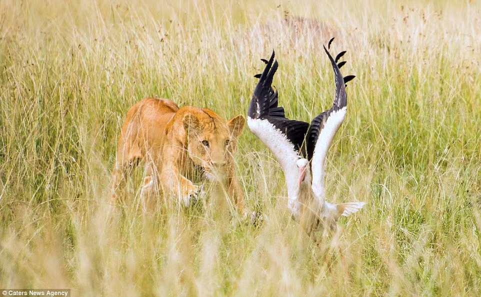 Không tìm được con mồi ưng ý, sư tử đành săn tạm những con hạc trên cánh đồng cỏ trong vườn quốc gia Maasai Mara ở Kenya. (Nguồn: Daily Mail)