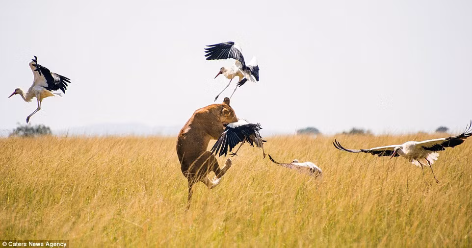 Cảnh tượng săn mồi ngoạn mục của sư tử đã được ghi lại bởi nhiếp ảnh gia Jorge Alesanco. (Nguồn: Daily Mail)