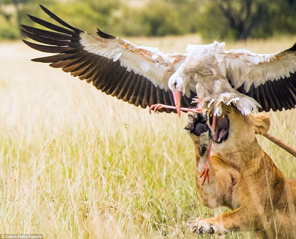 Cận cảnh cú phi thân bắt chim hạc đang bay xuất thần của sư tử trong vườn quốc gia Maasai Mara ở Kenya. (Nguồn: Daily Mail)