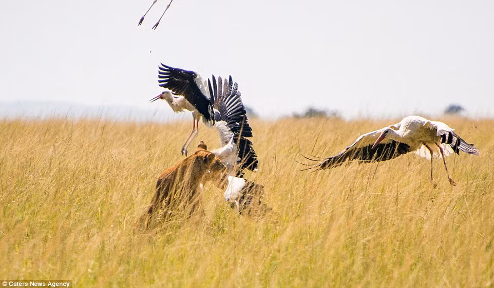 Sư tử trở lại mặt đất cùng chim hạc trong miệng, nhưng con mồi không thể đủ cho bữa tối của nó. (Nguồn: Daily Mail)