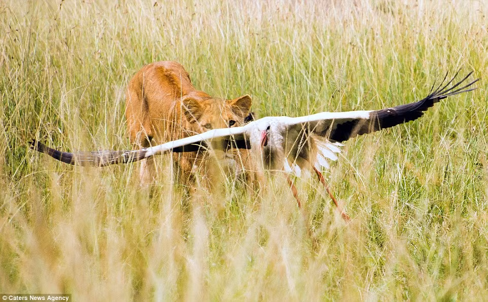 Phát hiện sư tử truy đuổi phía sau, chim hạc đã kịp tung cánh bay khỏi mặt đất. (Nguồn: Daily Mail)