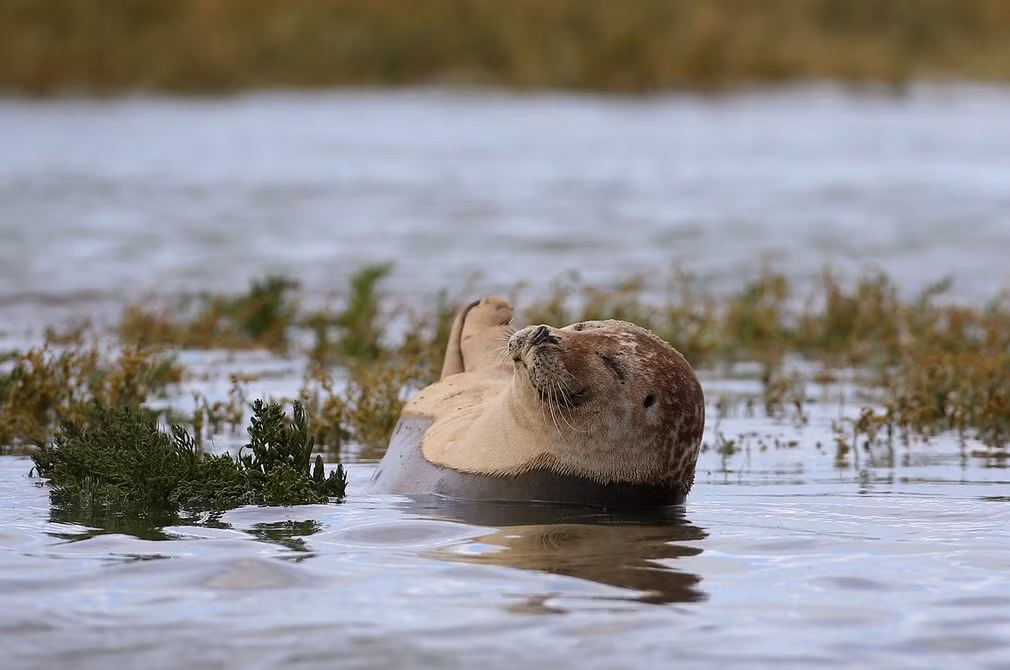 Hải cẩu lim dim mắt, nằm thư giãn trên sông Stour ở vùng Kent, Anh nằm trong top ảnh động vật đẹp nhất tuần qua. (Nguồn: Guardian)
