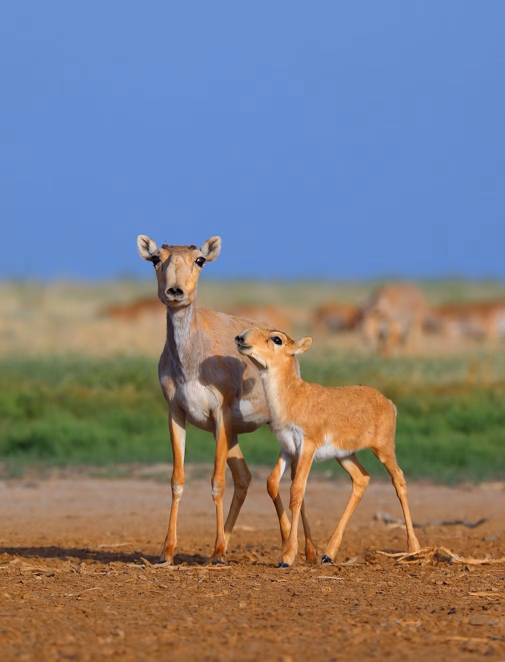 Linh dương Saiga tò mò nhìn ống kính máy ảnh của nhiếp ảnh gia Andrey Giljov. Đây là loài động vật đang đối mặt với nguy cơ tuyệt chủng nghiêm trọng. (Nguồn: Guardian)