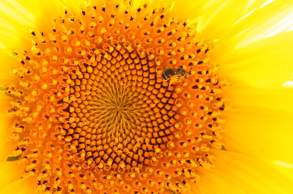 Ong hút phấn trên một bông hoa hướng dương tại trang trại Serakogen Nojo ở Sera, Nhật Bản. (Nguồn: Guardian)
