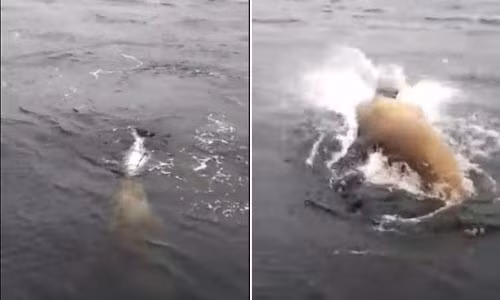 “Thuy quai” cuop trang ca hoi cua nguoi cau