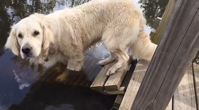 Sau khi con cá được thả trở lại hồ nước, Rani định tiếp tục lặn xuống nước để bắt cá. (Nguồn: Daily Mail)