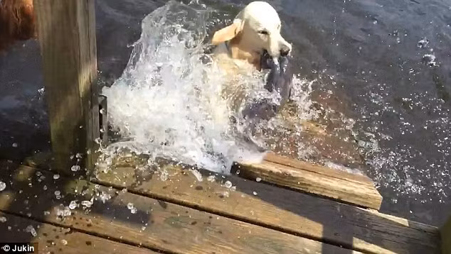 Con chó ngậm chặt đầu con cá trong miệng trong khi nhanh chóng bơi trở lại bờ. (Nguồn: Daily Mail)