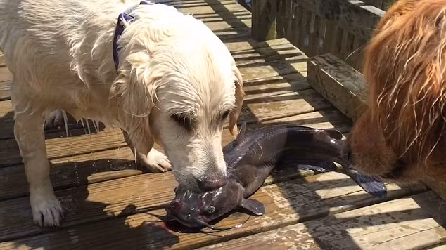 Theo người chủ Patty Aguirre, đây chỉ là một trong số hàng chục con cá bao gồm cả rùa mà Rani bắt được dưới nước. (Nguồn: Daily Mail)
