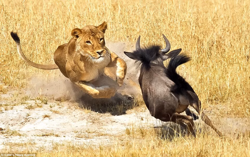 Nhận thấy linh dương đầu bò mất cảnh giác, sư tử nhanh chóng tăng tốc chặn đầu con mồi. (Nguồn: Daily Mail)