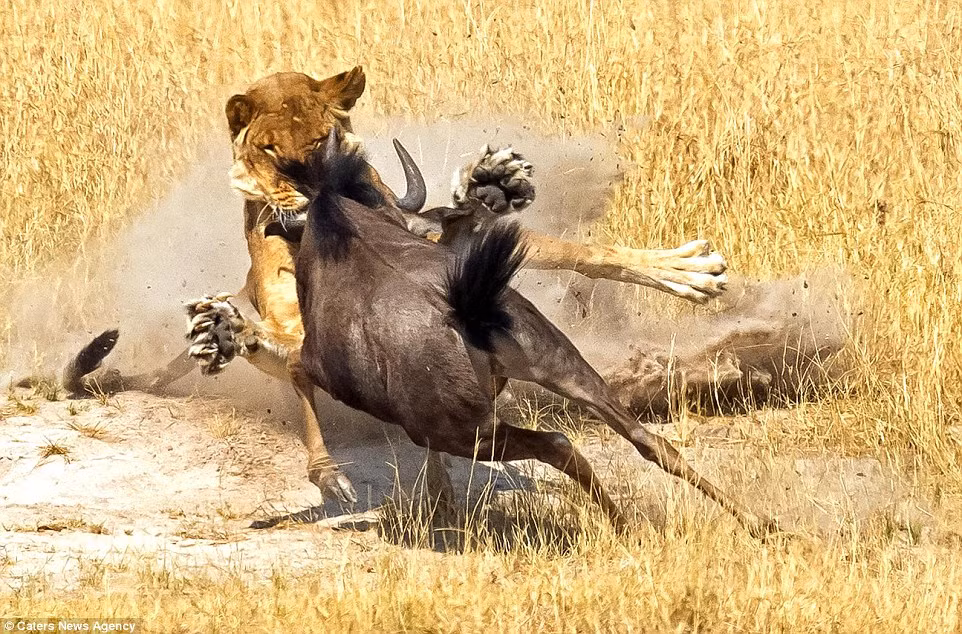 Chưa kịp phản ứng với những tiếng kêu thét cảnh báo từ các thành viên khác trong đàn, linh dương đầu bò đã bị sư tử áp sát ngay trước mặt. (Nguồn: Daily Mail)