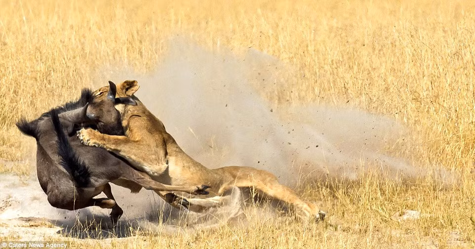 Cảnh tượng được ghi lại bởi nhiếp ảnh gia Michael Viljoen khi ông cùng vợ tới Zimbabwe để khám phá thiên nhiên hoang dã. (Nguồn: Daily Mail)