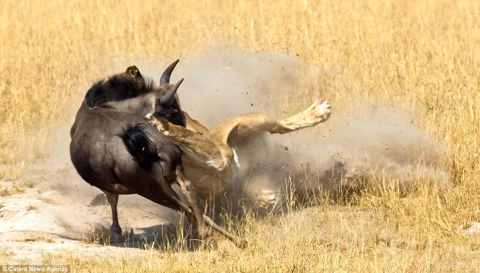 Sư tử dùng hết sức vồ linh dương đầu bò và dùng hàm răng sắc nhọn của nó cắn vào cổ con mồi. (Nguồn: Daily Mail)