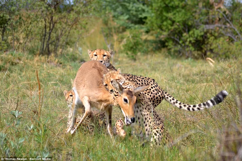 Báo gấm con ngoạm chặt vào cổ linh dương trong khi mẹ của nó vẫn giữ con mồi từ phía sau. (Nguồn: Daily Mail)