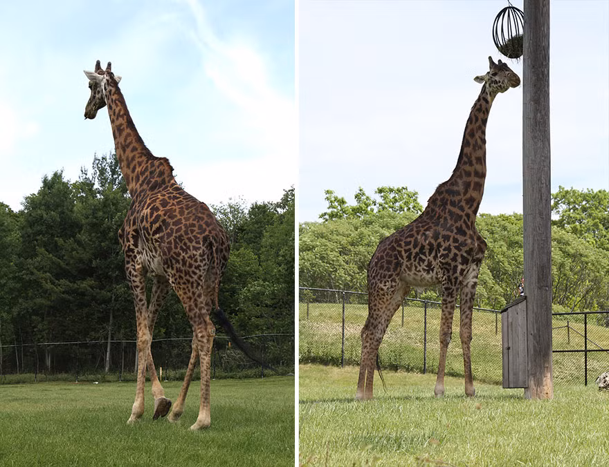 Hình ảnh hai con hươu hoàn toàn khác biệt…