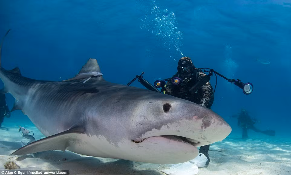 Kích thước khổng lồ của một con cá mập so với những thợ lặn.