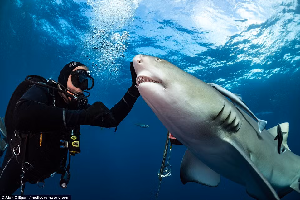Thợ lặn chạm tay vào đầu cá mập trong khi tay còn lại cách hàm răng sắc nhọn của nó vài cm.