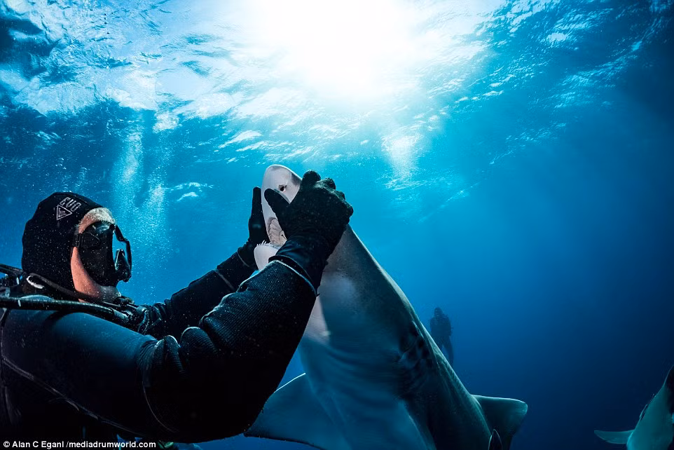 Thợ lặn dùng hai tay che mắt con cá mập hổ khổng lồ để thôi miên nó.