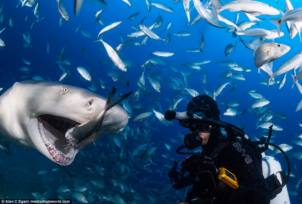 Thợ lặn chứng kiến cận cảnh cá mập ăn cá mồi ngoài khơi bãi biển Tiger ở Bahamas.
