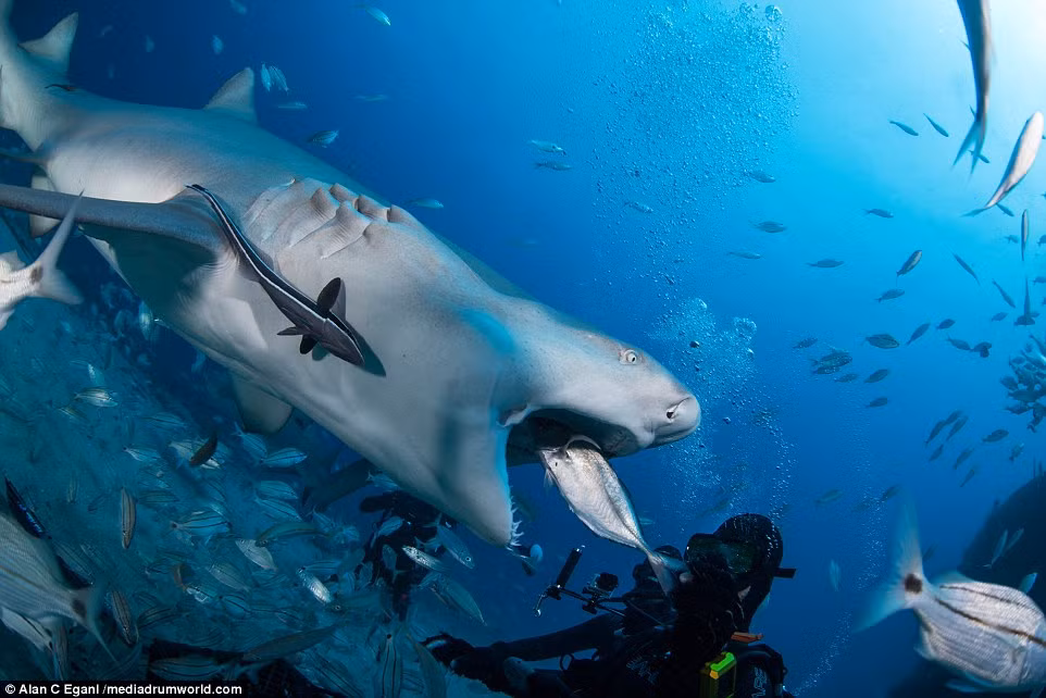 Các thợ lặn cho một con cá mập ăn ngoài khơi bãi biển Tiger ở Bahamas.