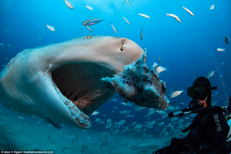 Cá mập là một trong những loài động vật săn mồi đáng sợ nhất thế giới.