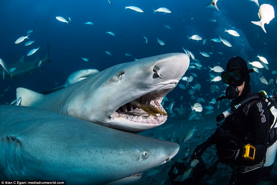 Một thợ lặn chụp ảnh cạnh hai con cá mập hổ đang trong trạng thái mơ màng.