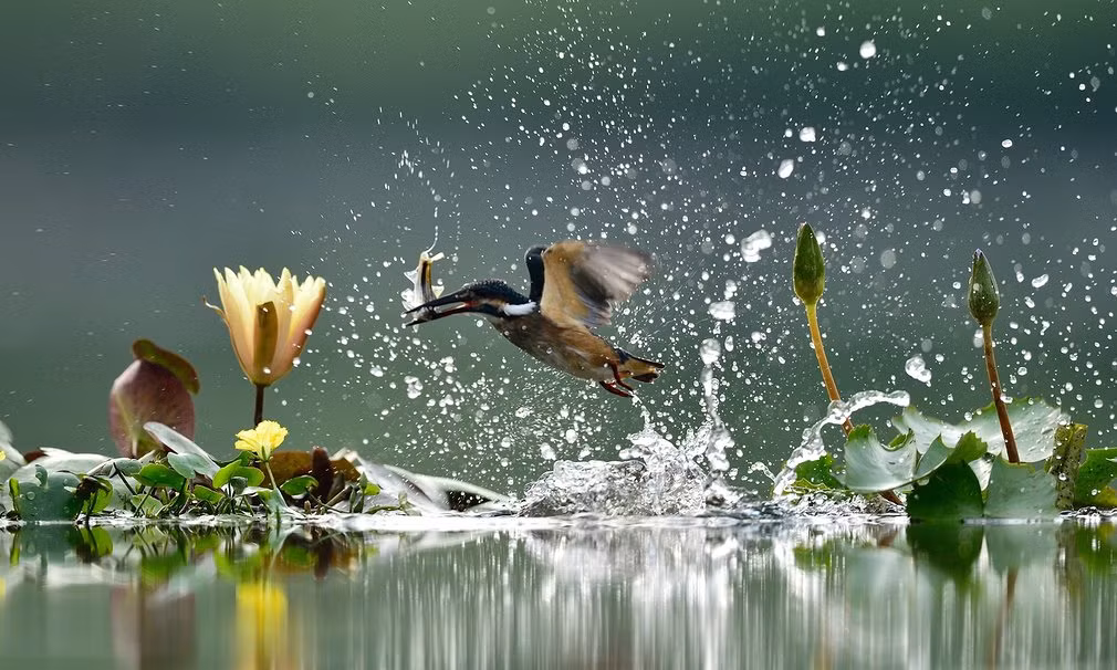 Khoảnh khắc chim bói cá săn mồi dưới hồ nước ở Guri, Hàn Quốc. (Nguồn: Guardian)