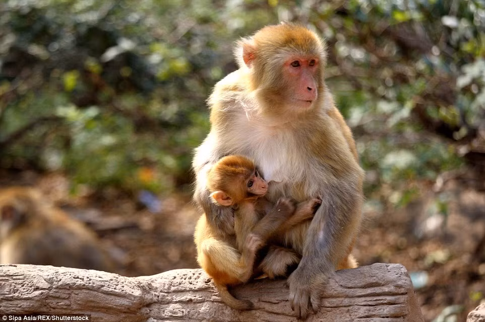 Với công việc là một nhân viên kiểm lâm, ông Kuang bắt gặp rất nhiều khỉ trong rừng.