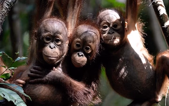 Những con đười ươi nhỏ mồ côi được nuôi dưỡng trong trung tâm cứu hộ động vật trên đảo Borneo, Indonesia.