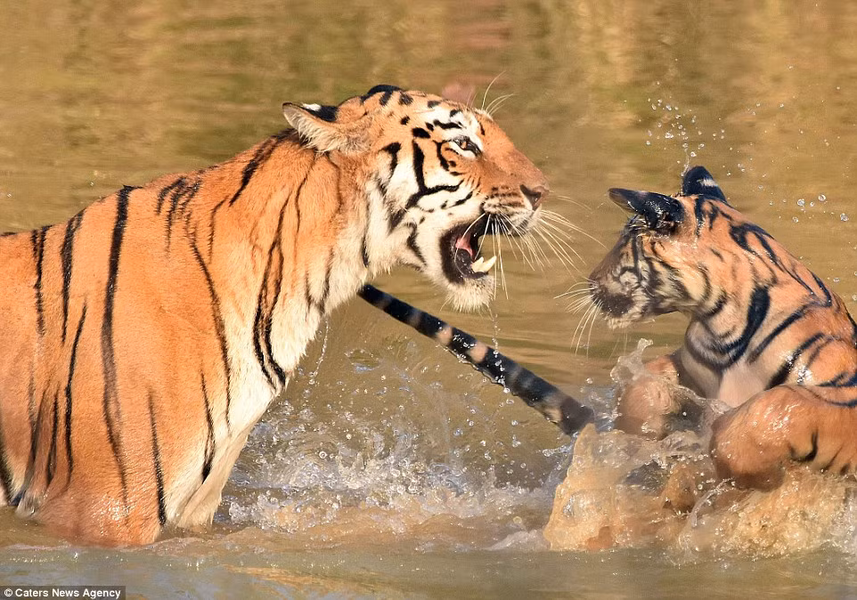 Nhưng sau đó, hổ mẹ lại tiếp tục thả con của nó xuống nước để tắm. (Nguồn: Daily Mail)