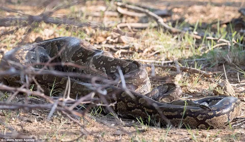 Vì con mồi trong bụng quá lớn, nên trăn khổng lồ nằm nghỉ ngơi trước khi có thể di chuyển.