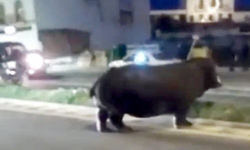 Sốc nặng hà mã khổng lồ lang thang trên phố Soc nang ha ma khong lo lang thang tren pho