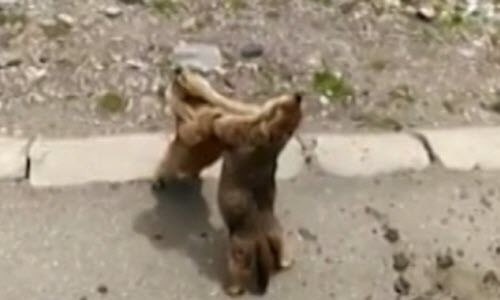 Soc chuot danh nhau nhu vo si quyen anh