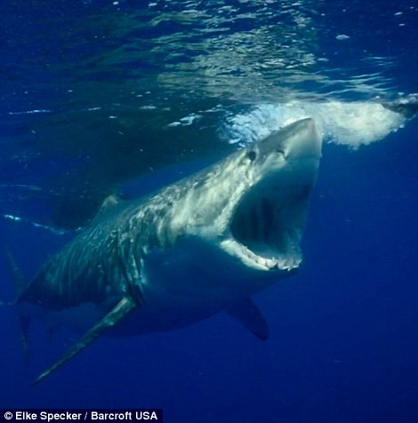 Những chiếc răng sắc nhọn của cá mập khiến ai nhìn thấy cũng phải khiếp sợ.