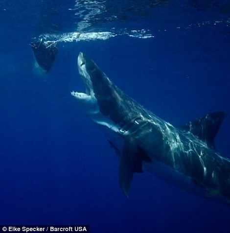 Cá mập há miệng to để chuẩn bị đớp mồi được thả trên mặt nước.