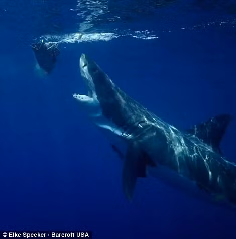 Cá mập há miệng to để chuẩn bị đớp mồi được thả trên mặt nước.