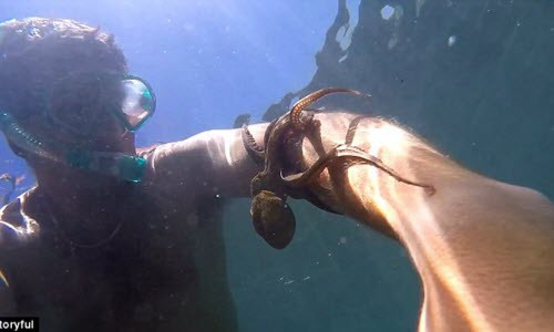 Bach tuoc nho om chat tay tho lan khong muon roi