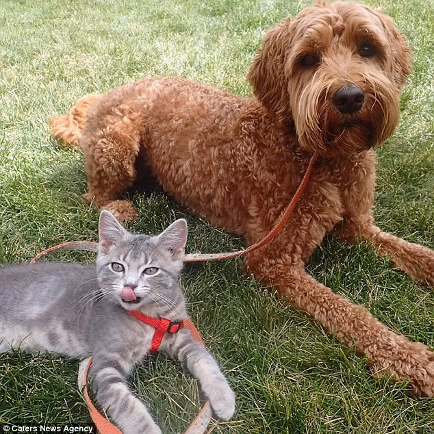 Đôi bạn chó và mèo này gần như lúc nào cũng ở bên nhau như một đôi bạn thân thiết. (Nguồn: Daily Mail)