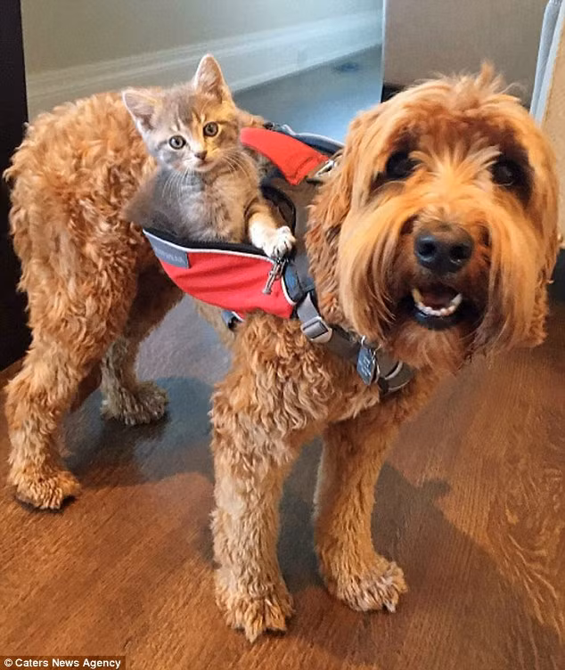 Cô Emily thậm chí còn làm một chiếc yên trên lưng con chó Jessie để mèo có thể ngồi hay nằm nghỉ trên lưng bạn của nó. (Nguồn: Daily Mail)