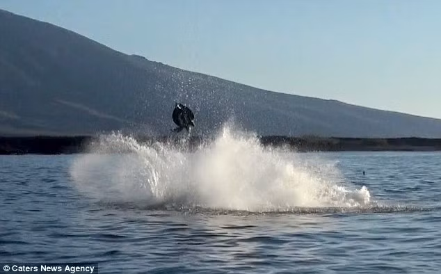 Sau khi con rùa rơi trở lại mặt nước, cá voi sát thủ đã đớp gọn con mồi và ăn ngon lành.