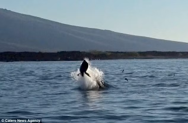 Trong khi dẫn du khách tham quan phong cảnh quanh quần đảo Galapagos ở ngoài khơi Ecuador, hướng dẫn viên Phil Courter đã ghi lại cảnh tượng cá voi sát thủ vờn rùa biển như đồ chơi của nó.