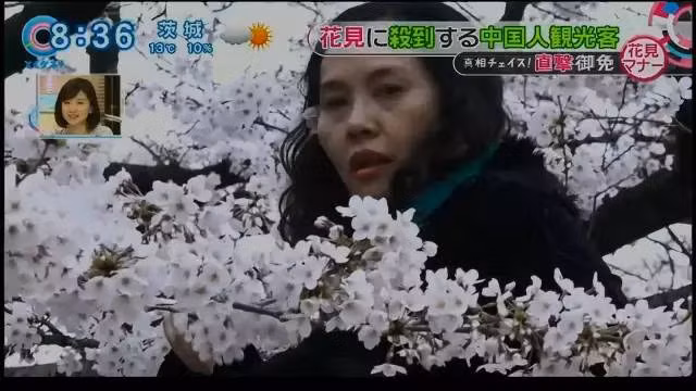 Truyền thông Nhật Bản đã đăng tải những hình ảnh du khách Trung Quốc không ngần ngại trèo lên cây hoa anh đào hay bẻ cành để tạo dáng chụp ảnh.