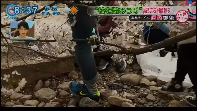 Du khách thản nhiên giẫm lên những cành hoa anh đào ở sát mặt đất.