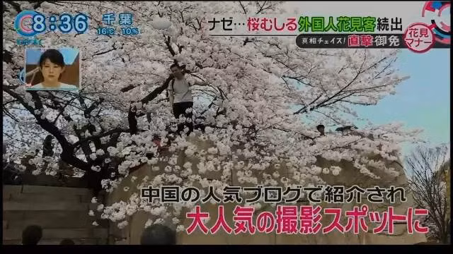 Cảnh tượng tương tự như thế này đã xuất hiện tại một lễ hội hoa anh đào ở Trung Quốc gần đây.