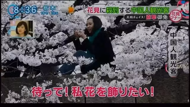 Theo Shanghaiist, rất đông du khách tới Nhật Bản vào dịp này để chiêm ngưỡng hoa anh đào đang vào mùa nở rộ. Nhưng những hành động vô văn hóa của họ khiến người dân địa phương phẫn nộ.