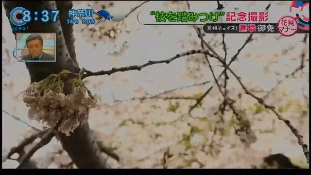 Cành hoa anh đào chỉ còn trơ vài bông.