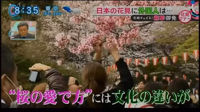 Những du khách Trung Quốc thản nhiên nắm cành hoa anh đào để tạo dáng chụp ảnh.