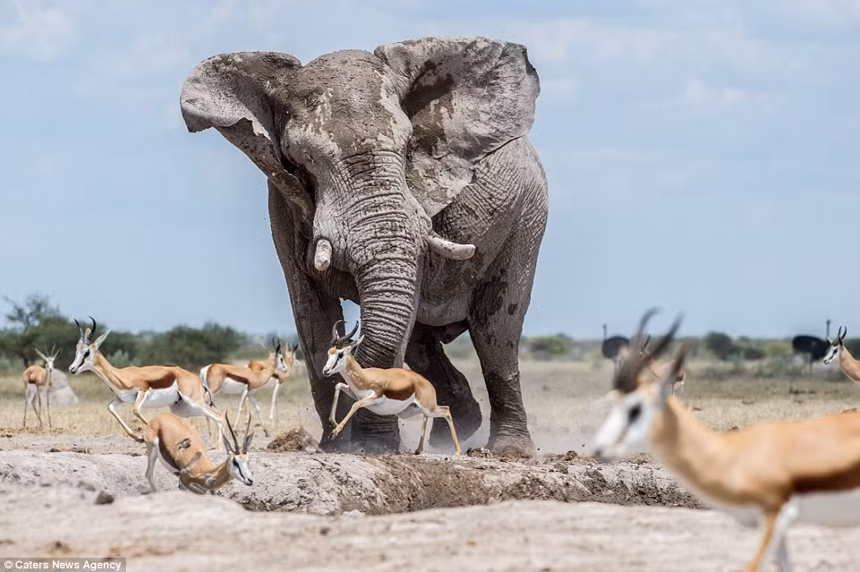 Thay vì đứng chờ tới lượt, con voi ích kỷ bắt đầu đá và dùng vòi xua đuổi đàn linh dương khỏi đường di chuyển của nó. (Nguồn: Daily Mail)