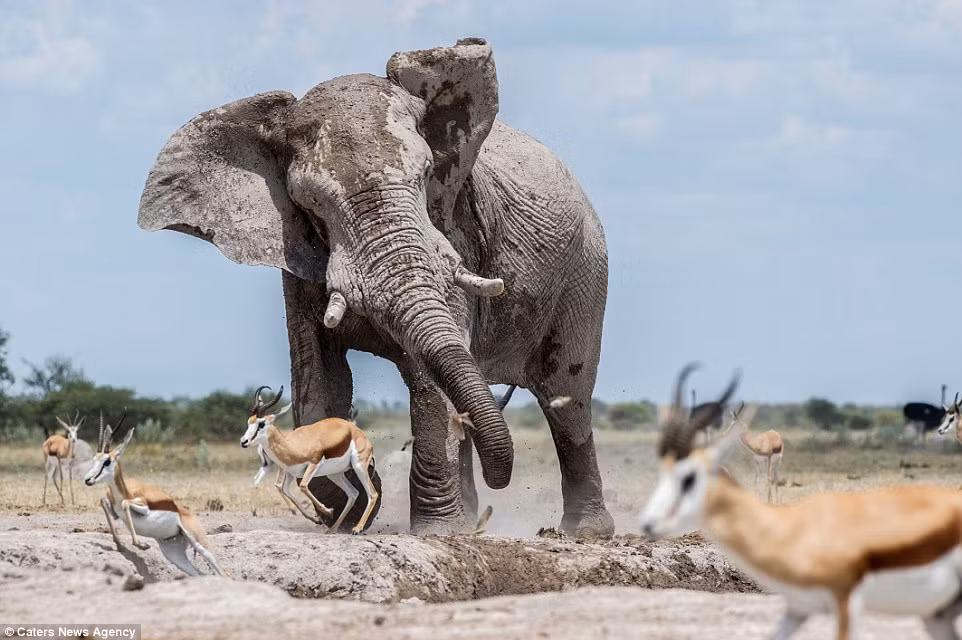 Trước sức mạnh vượt trội của con voi khổng lồ, đàn linh dương không có lựa chọn nào khác là bỏ chạy. (Nguồn: Daily Mail)